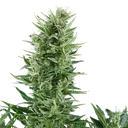 Quick One | AUTOFEM | Royal Queen Seeds - vorheriges Hauptbild