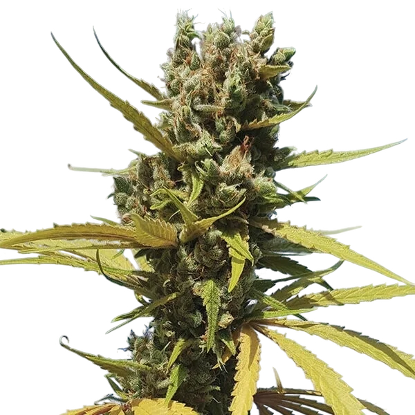 AMG (Amnesia Mac Ganja) | PHOTOFEM | Royal Queen Seeds - Freigestellt 2026-05-14