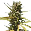 AMG (Amnesia Mac Ganja) | PHOTOFEM | Royal Queen Seeds - Freigestellt 2026-05-14