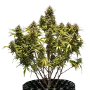 Blue Cheese | AUTOFEM | Royal Queen Seeds - Freigestellt 2026-05-19