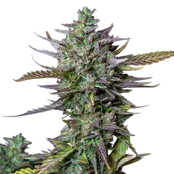Blue Cheese | AUTOFEM | Royal Queen Seeds - Freigestellt 2026-05-19