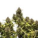 Blue Cheese | AUTOFEM | Royal Queen Seeds - Freigestellt 2026-05-19