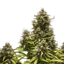 Blue Cheese | AUTOFEM | Royal Queen Seeds - Freigestellt 2026-05-19