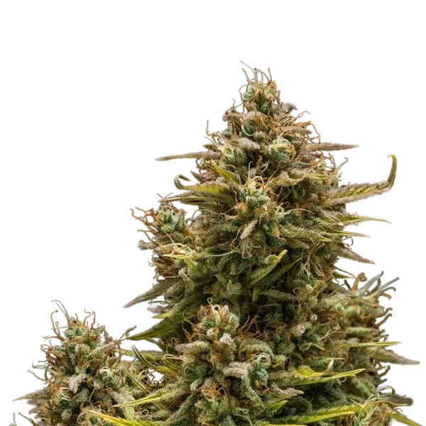 Blue Cheese | AUTOFEM | Royal Queen Seeds - Freigestellt 2026-05-19