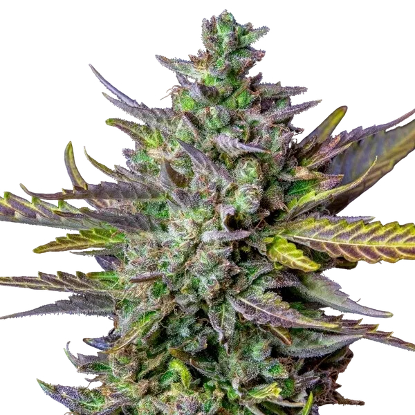 Blue Cheese | AUTOFEM | Royal Queen Seeds - Freigestellt 2026-05-19
