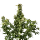 Royal Creamatic | AUTOFEM | Royal Queen Seeds - Freigestellt 2026-05-19