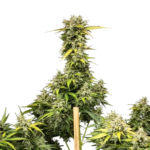 Royal Creamatic | AUTOFEM | Royal Queen Seeds - Freigestellt 2026-05-19