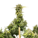Royal Creamatic | AUTOFEM | Royal Queen Seeds - Freigestellt 2026-05-19