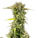 Royal Creamatic | AUTOFEM | Royal Queen Seeds - Freigestellt 2026-05-19