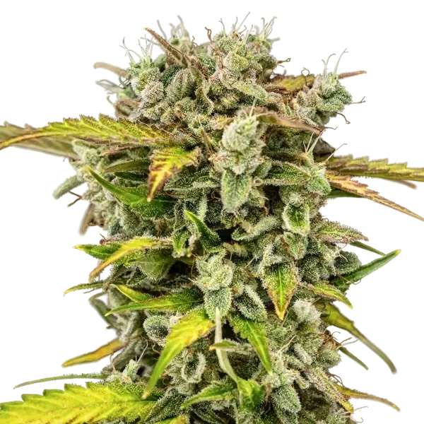 Royal Creamatic | AUTOFEM | Royal Queen Seeds - Freigestellt 2026-05-19