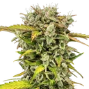 Royal Creamatic | AUTOFEM | Royal Queen Seeds - Freigestellt 2026-05-19