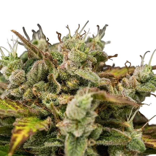 Royal Creamatic | AUTOFEM | Royal Queen Seeds - Freigestellt 2026-05-19