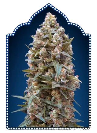 00 Kush | PHOTOFEM | 00 Seeds - Freigestellt 2026-05-22