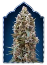 00 Kush | PHOTOFEM | 00 Seeds - Freigestellt 2026-05-22