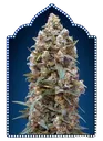 00 Kush | PHOTOFEM | 00 Seeds - Freigestellt 2026-05-22