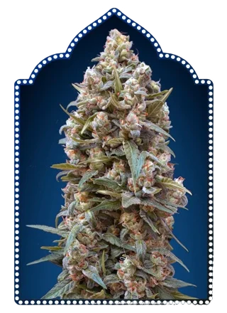00 Kush | PHOTOFEM | 00 Seeds - Freigestellt 2026-05-22