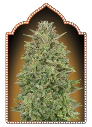 00 Skunk | PHOTOFEM | 00 Seeds - Freigestellt 2026-05-22