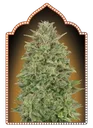 00 Skunk | PHOTOFEM | 00 Seeds - Freigestellt 2026-05-22