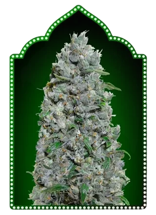 Afghan Mass XXL | AUTOFEM | 00 Seeds - Freigestellt 2026-05-22