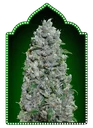 Afghan Mass XXL | AUTOFEM | 00 Seeds - Freigestellt 2026-05-22