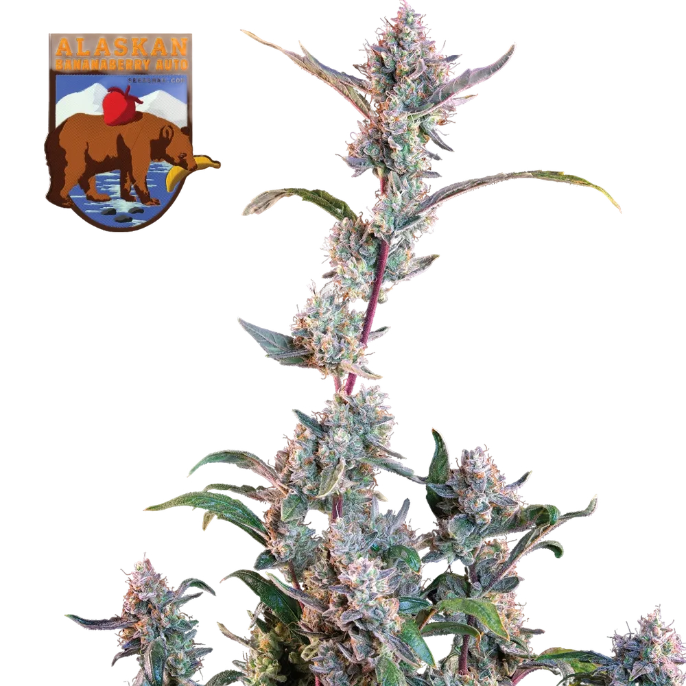 Alaskan Bananaberry | AUTOFEM | Seedsman - Freigestellt 2026-05-22