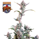 Alaskan Bananaberry | AUTOFEM | Seedsman - Freigestellt 2026-05-22