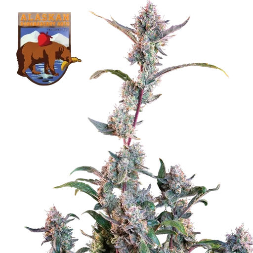 Alaskan Bananaberry | AUTOFEM | Seedsman - Freigestellt 2026-05-22