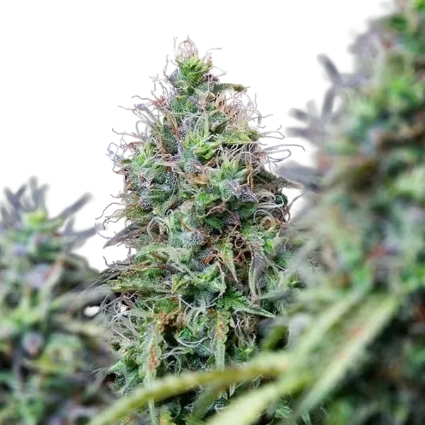 Amnesia Haze | AUTOFEM | Royal Queen Seeds - Freigestellt 2026-05-22