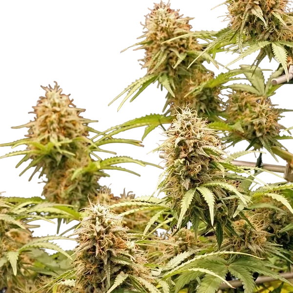 Amnesia Haze | AUTOFEM | Royal Queen Seeds - Freigestellt 2026-05-22