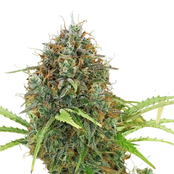 Amnesia Haze | AUTOFEM | Royal Queen Seeds - Freigestellt 2026-05-22