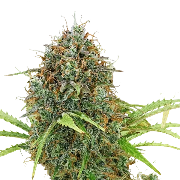 Amnesia Haze | AUTOFEM | Royal Queen Seeds - Freigestellt 2026-05-22