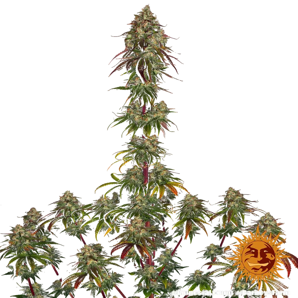 Amnesia Lemon | PHOTOFEM | Barneys Farm - Freigestellt 2026-05-22