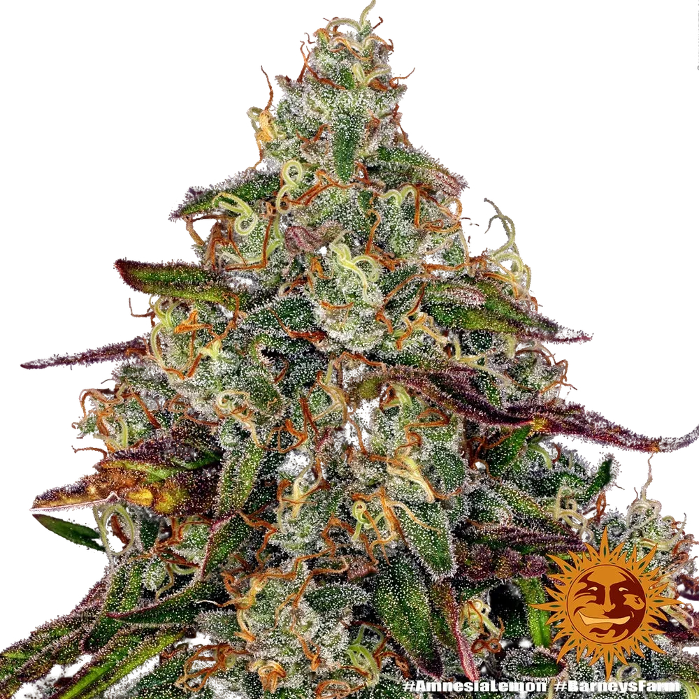Amnesia Lemon | PHOTOFEM | Barneys Farm - Freigestellt 2026-05-22