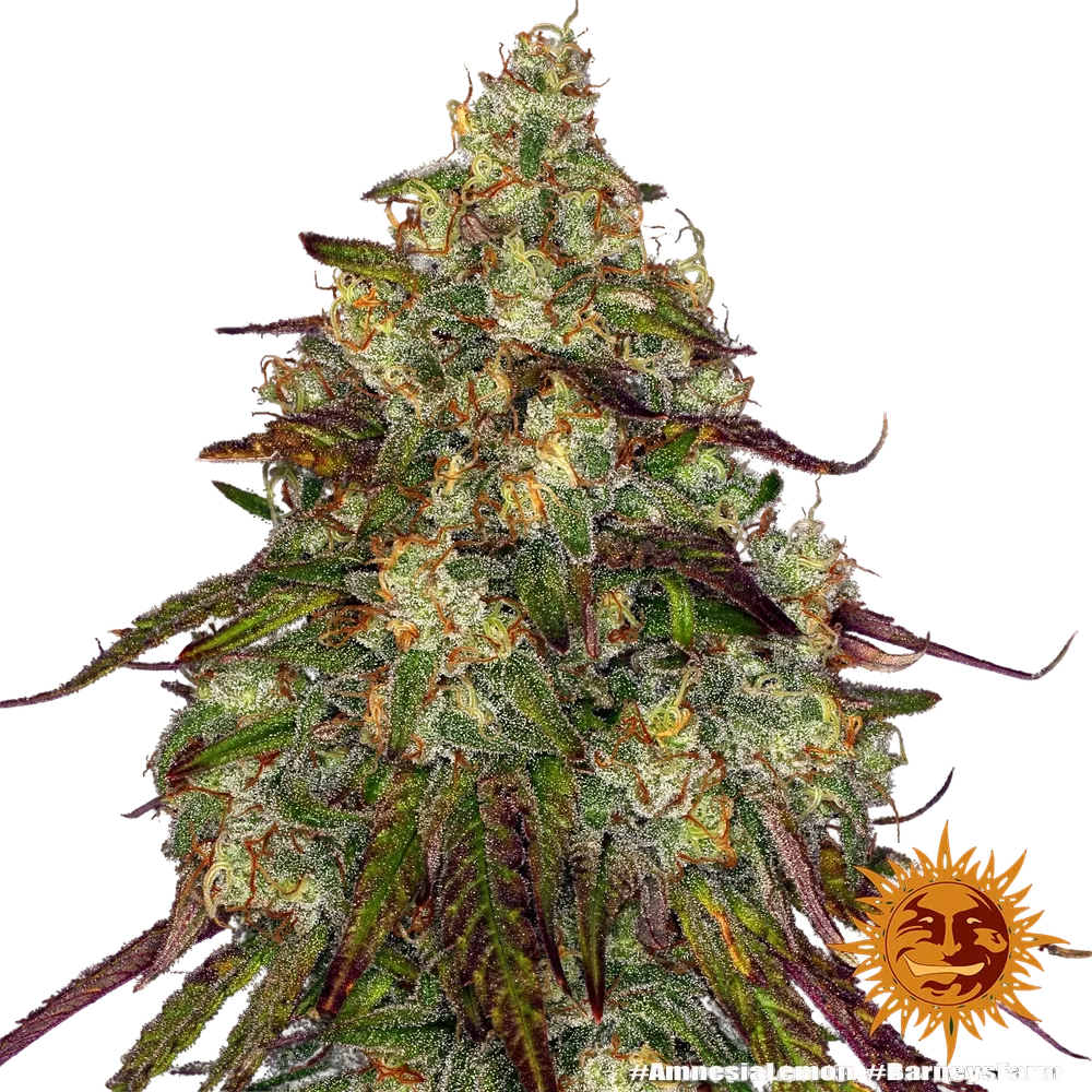 Amnesia Lemon | PHOTOFEM | Barneys Farm - Freigestellt 2026-05-22