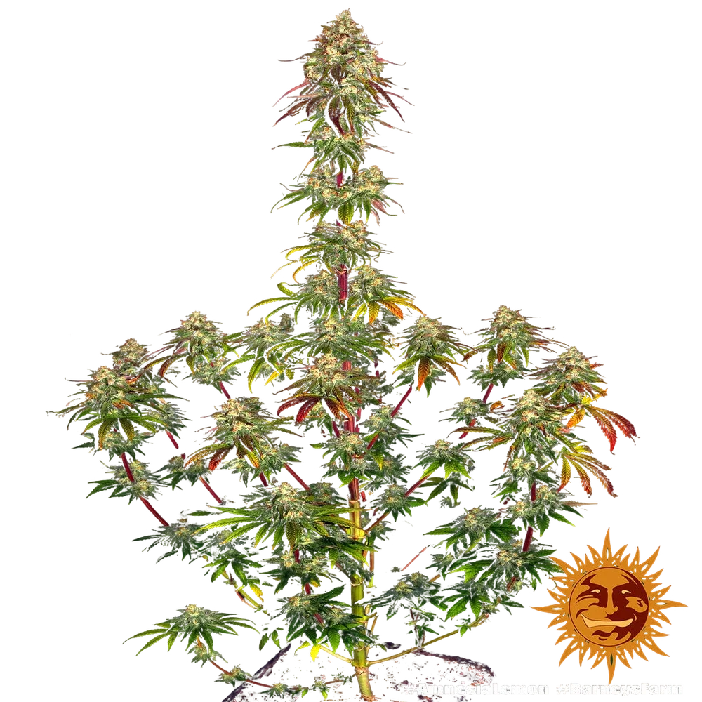 Amnesia Lemon | PHOTOFEM | Barneys Farm - Freigestellt 2026-05-22