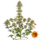Amnesia Lemon | PHOTOFEM | Barneys Farm - Freigestellt 2026-05-22