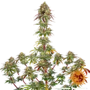 Amnesia Lemon | PHOTOFEM | Barneys Farm - Freigestellt 2026-05-22