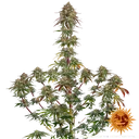 Amnesia Lemon | PHOTOFEM | Barneys Farm - Freigestellt 2026-05-22