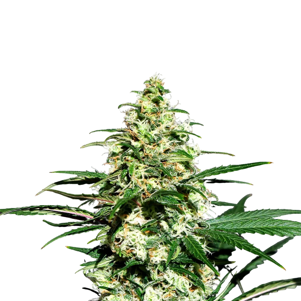 Amnesi - K Lemon | PHOTOFEM | Kannabia Seeds - Freigestellt 2026-05-22