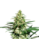 Amnesi - K Lemon | PHOTOFEM | Kannabia Seeds - Freigestellt 2026-05-22