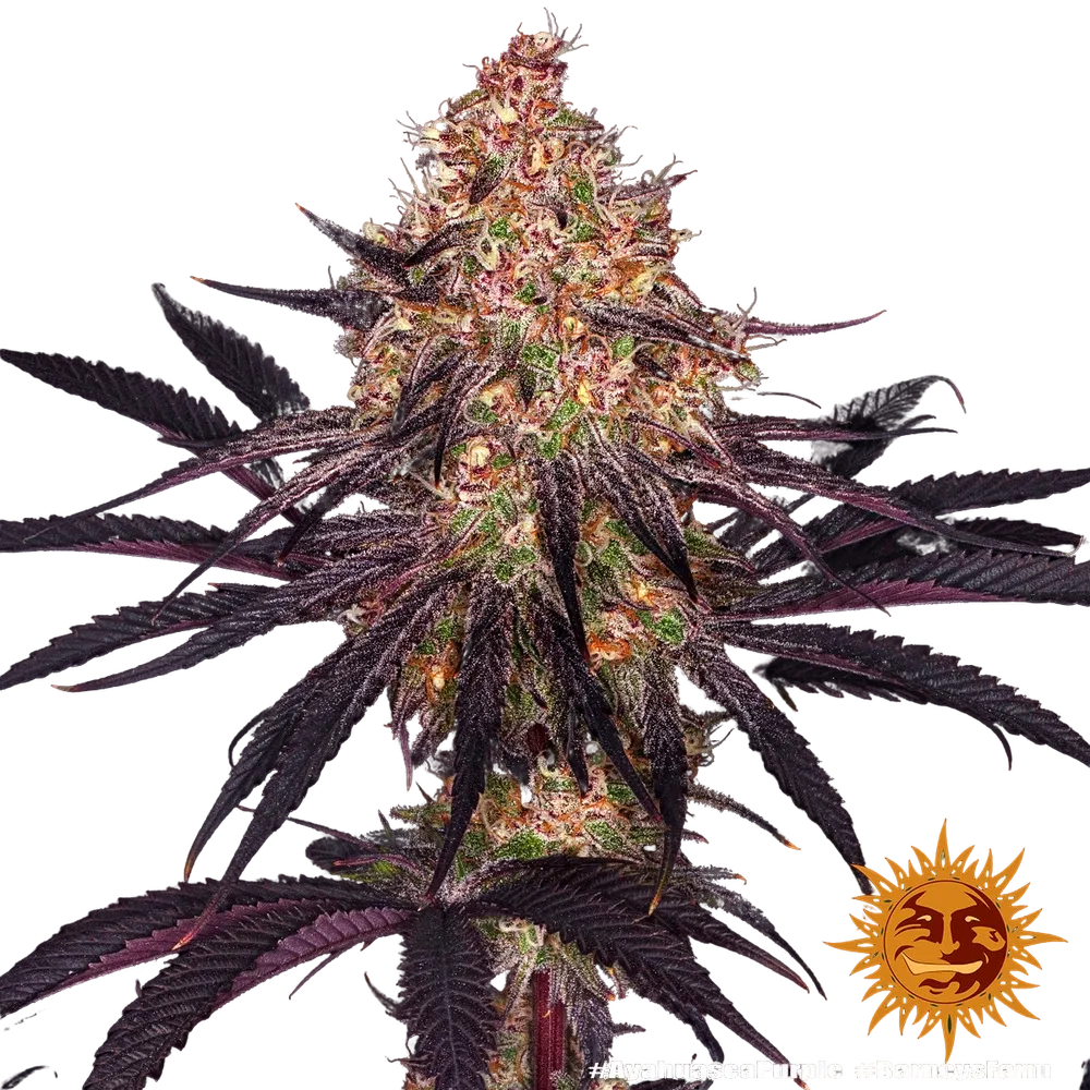 Ayahuasca Purple | PHOTOFEM | Barneys Farm - Freigestellt 2026-05-22