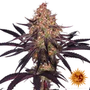 Ayahuasca Purple | PHOTOFEM | Barneys Farm - Freigestellt 2026-05-22
