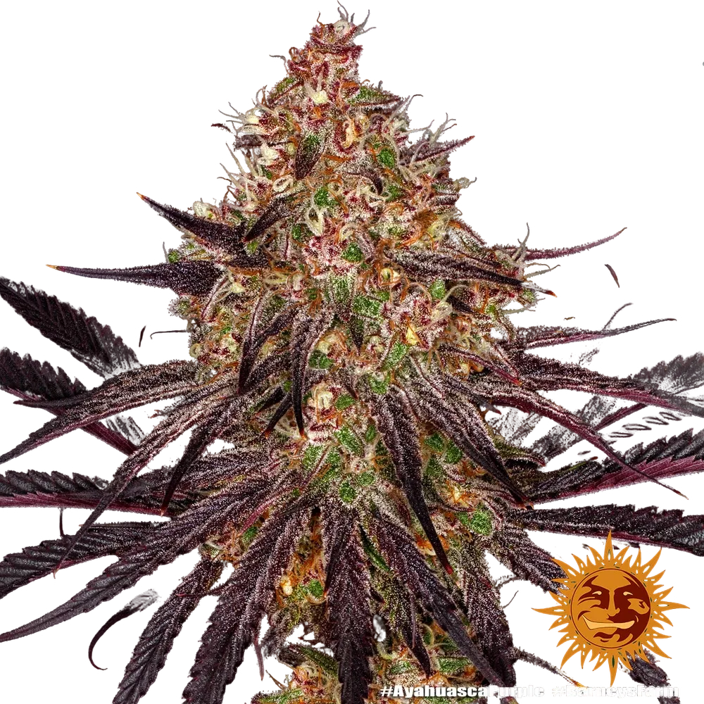 Ayahuasca Purple | PHOTOFEM | Barneys Farm - Freigestellt 2026-05-22