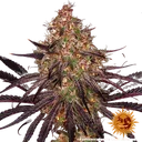 Ayahuasca Purple | PHOTOFEM | Barneys Farm - Freigestellt 2026-05-22
