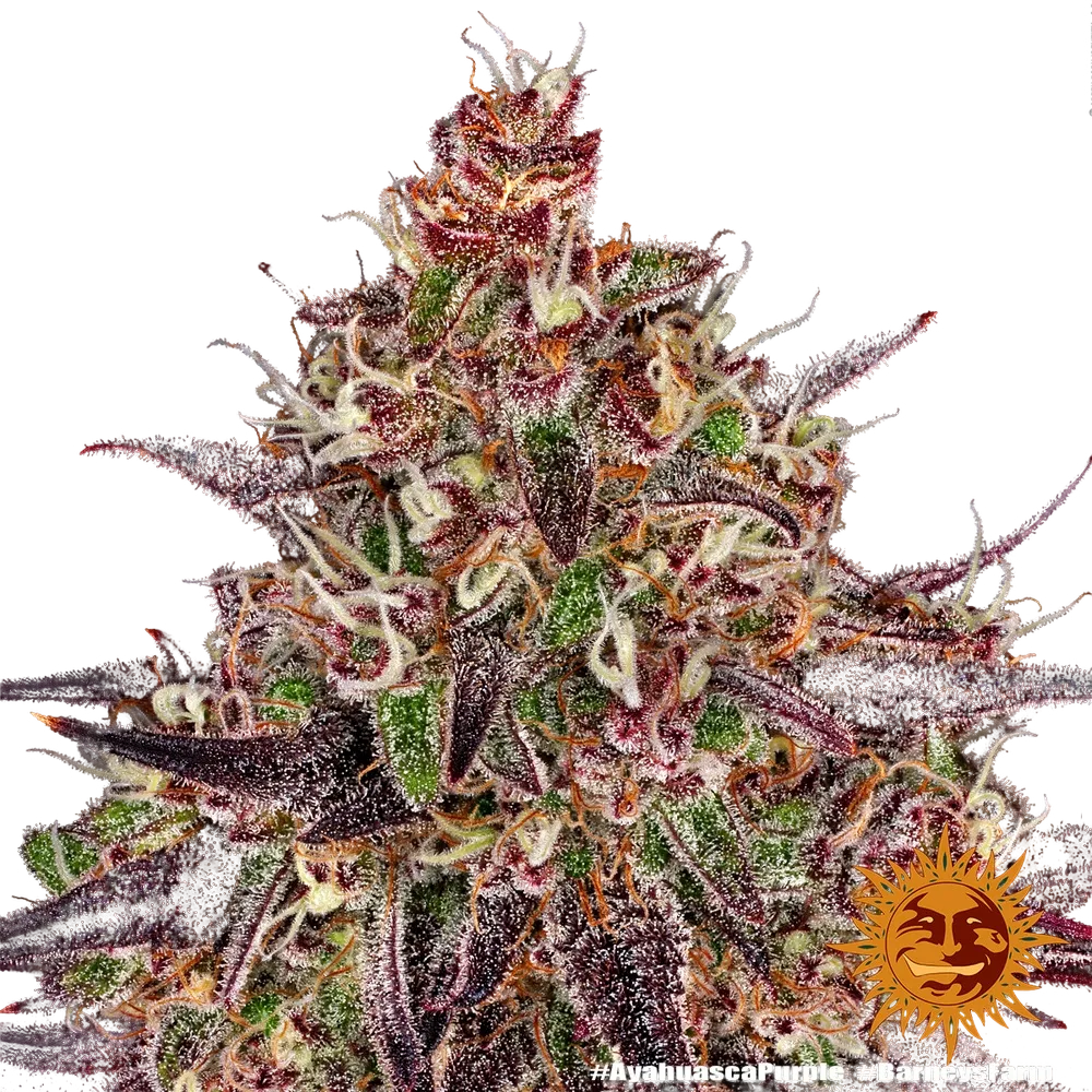 Ayahuasca Purple | PHOTOFEM | Barneys Farm - Freigestellt 2026-05-22