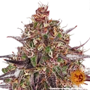 Ayahuasca Purple | PHOTOFEM | Barneys Farm - Freigestellt 2026-05-22