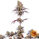 Ayahuasca Purple | PHOTOFEM | Barneys Farm - Freigestellt 2026-05-22