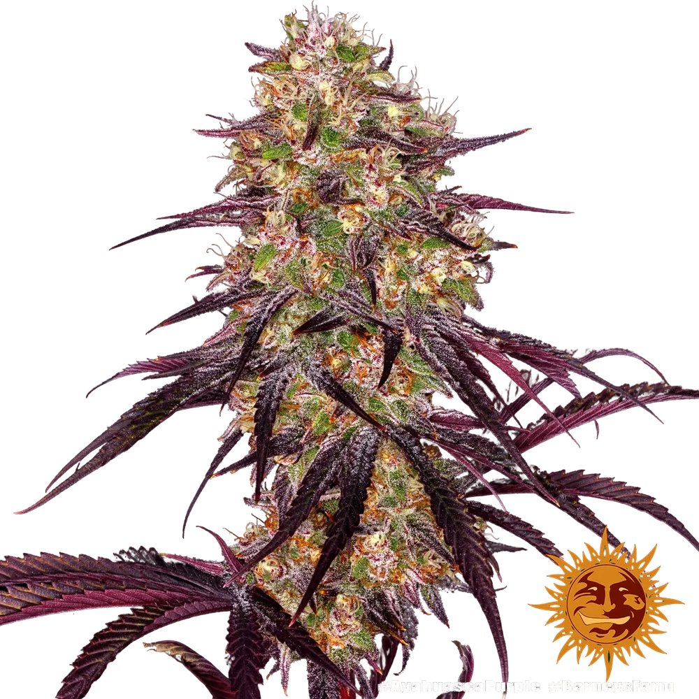 Ayahuasca Purple | PHOTOFEM | Barneys Farm - Freigestellt 2026-05-22