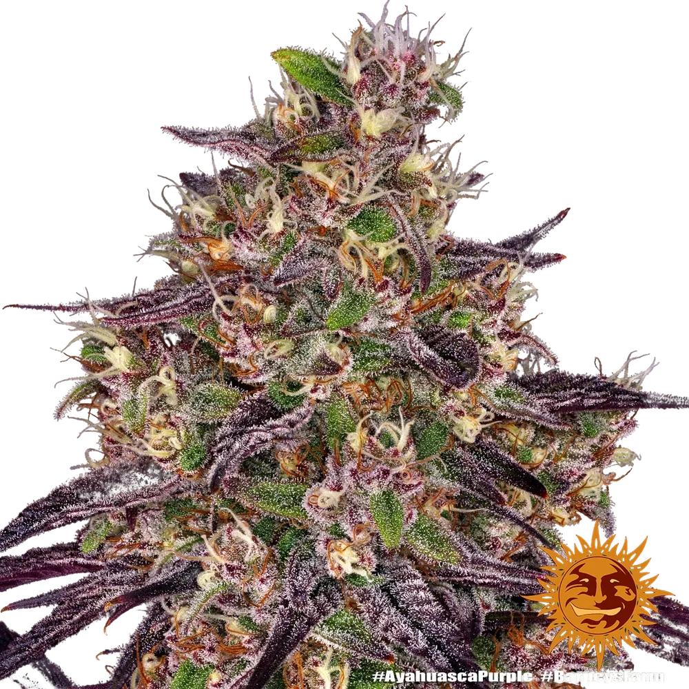 Ayahuasca Purple | PHOTOFEM | Barneys Farm - Freigestellt 2026-05-22