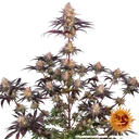 Ayahuasca Purple | PHOTOFEM | Barneys Farm - Freigestellt 2026-05-22